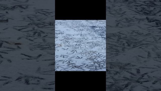 Куры анти гололёд.