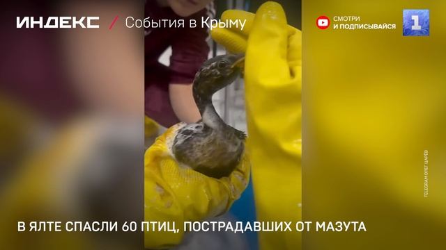 В Ялте спасли 60 птиц, пострадавших от мазута