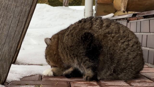 Кошачьи дела. Лесной кот Барсик. Милые котики.