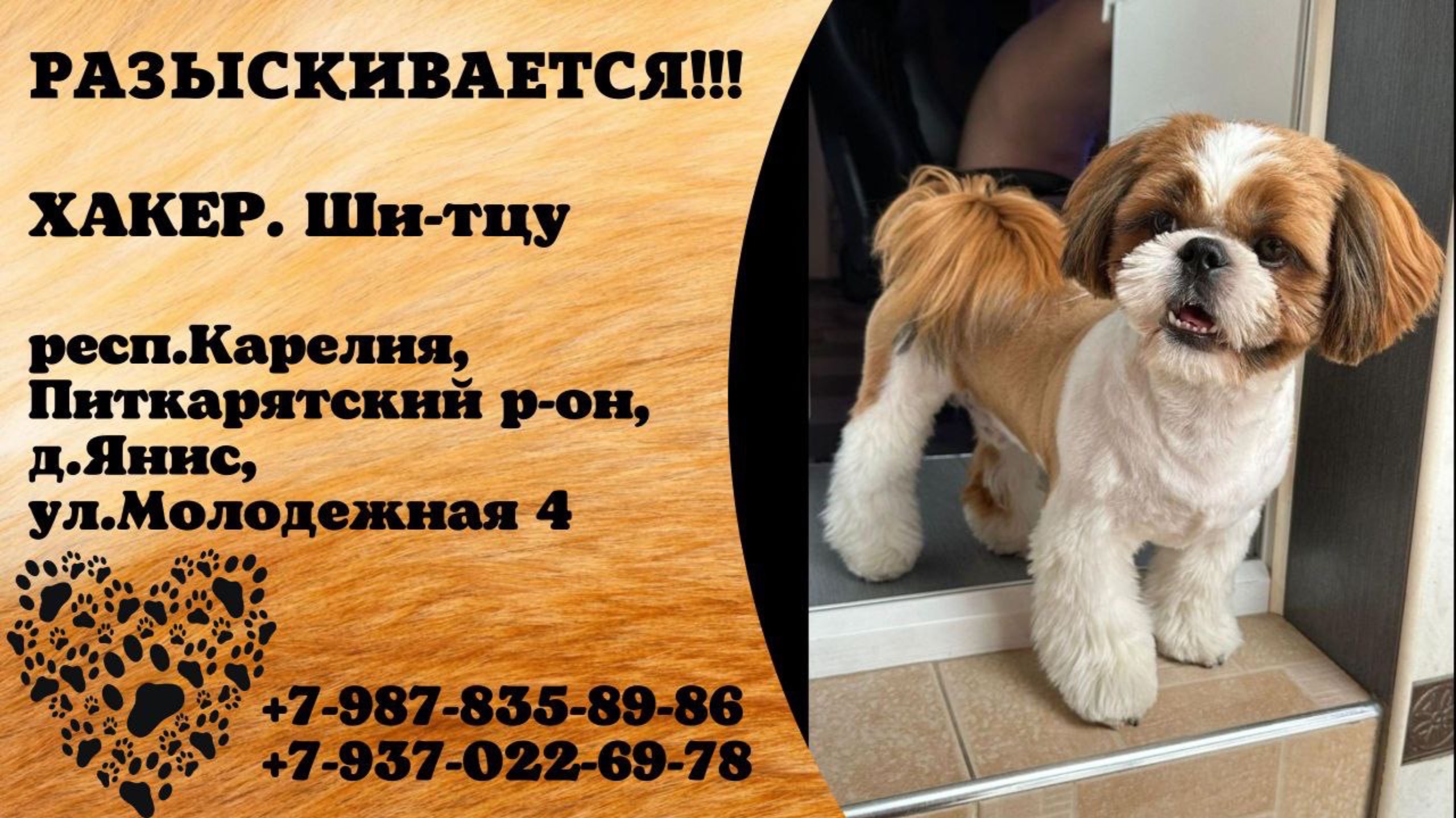 Пропала собака! ХАКЕР. Ши-тцу. респ.Карелия, Питкарятский р-н, д.Янис.