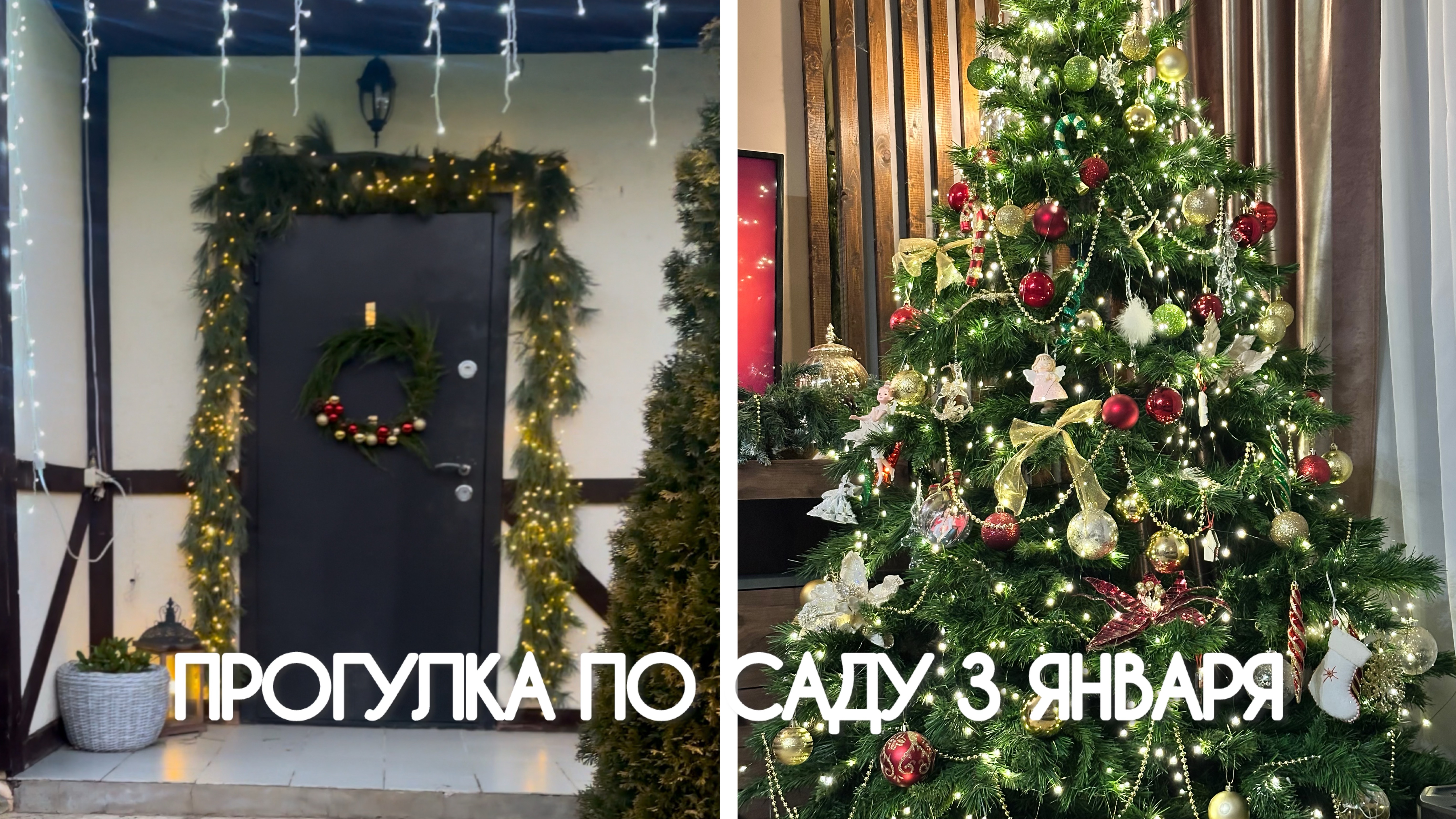 Прогулка по саду 3 января 2025 года. Обзор хвойных зимой.