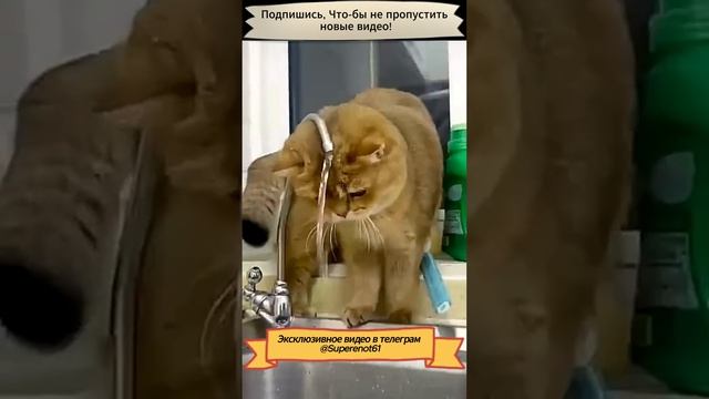 Приколы с котами