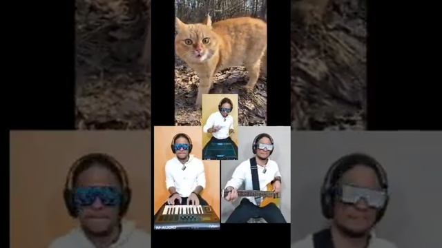 кот поёт