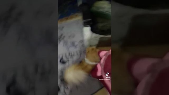 0ed6fb64-5b67-4287-9264-e65231b5eaf7-1_all_3.mp4