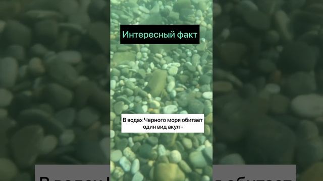 АКУЛЫ В ЧЕРНОМ МОРЕ