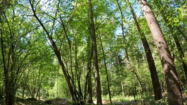 Прогулки по лесу | Бегуны и велосипедисты открывают сезон.