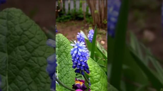 В саду мускарики цветут. Дмитрий Шлапак