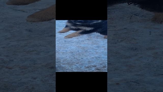 щенятки