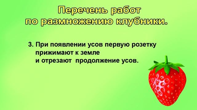 Рассада клубники из усов. Агронаука. Подробно.