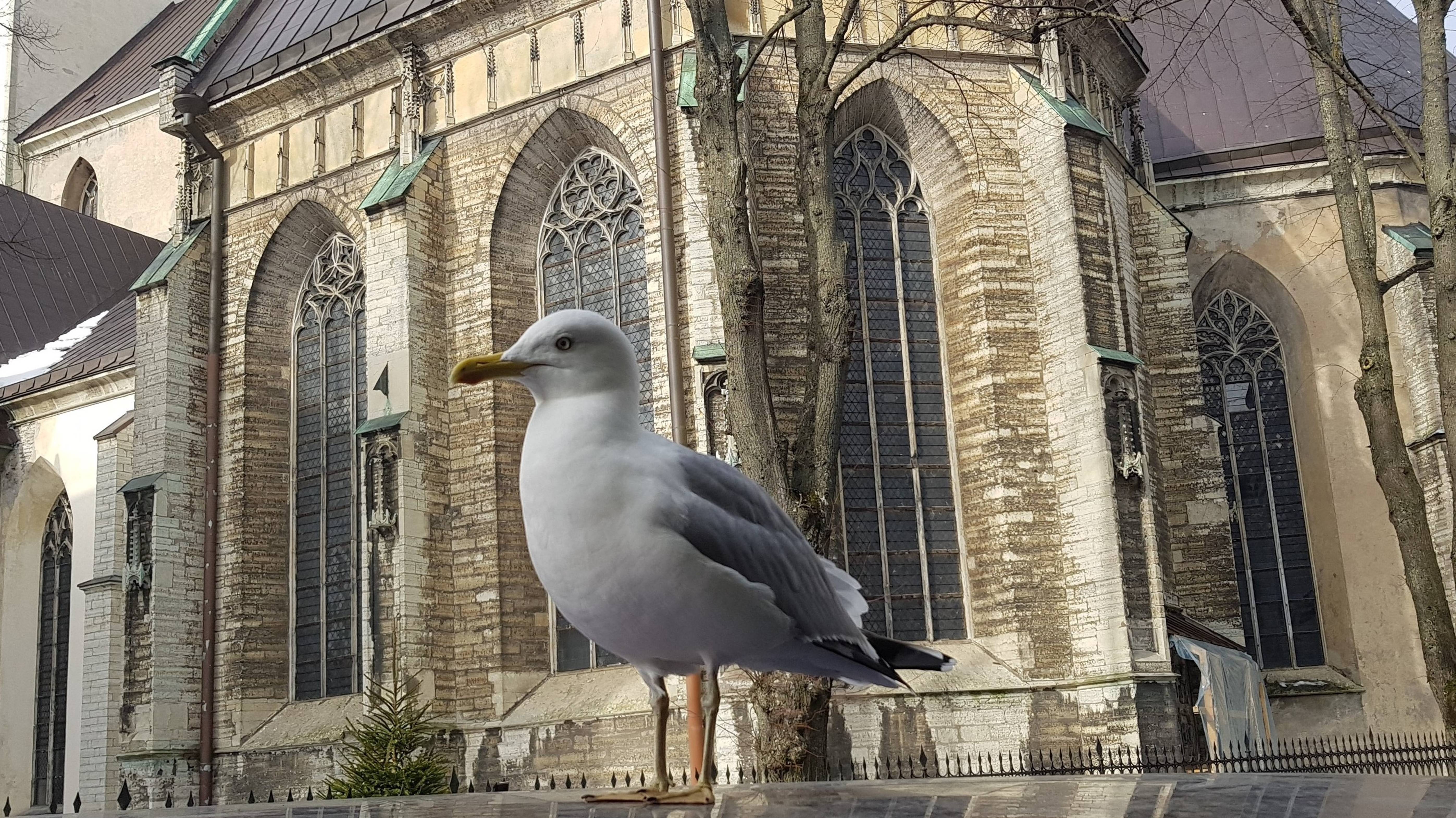 ЭСТОНИЯ
ESTONIA