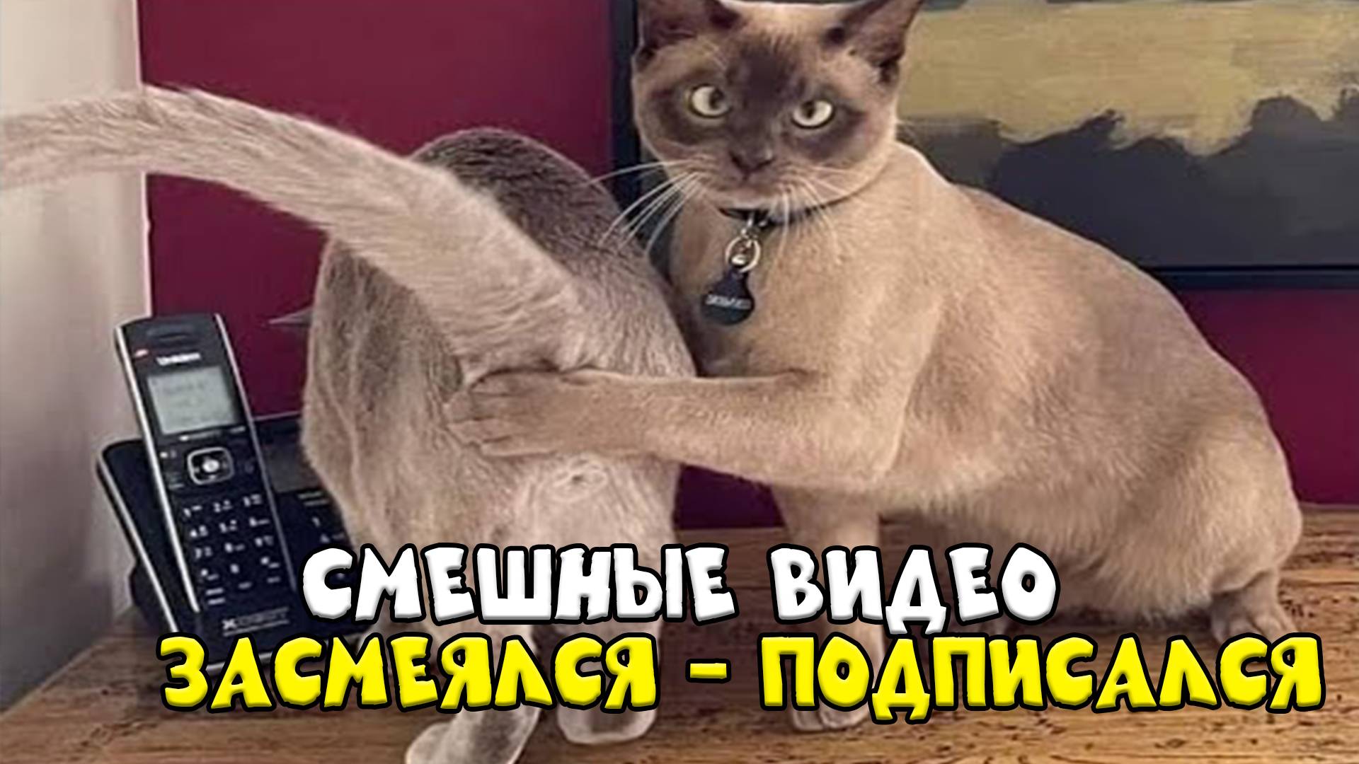 😺 И смех и грех! 🐈 Видео смешных котов и котят для хорошего настроения! 😻 Приколы 2025