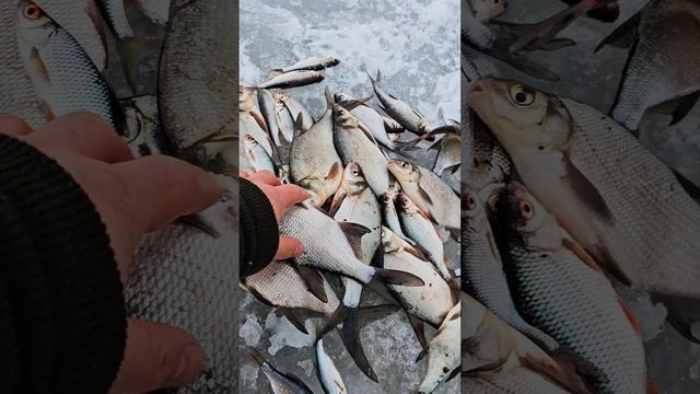 Рыбалка на домашнем водоёме р.Десна #рыболовтроицк #рыбалка #tinao_fishing #fishing