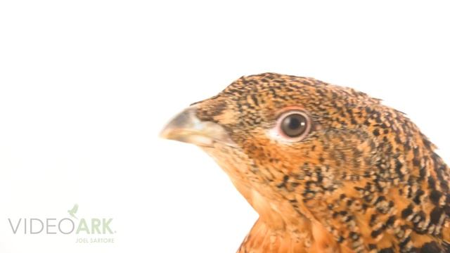 A female western capercaillie (Tetrao urogallus urogallus) at Lundi Farm in Germany.