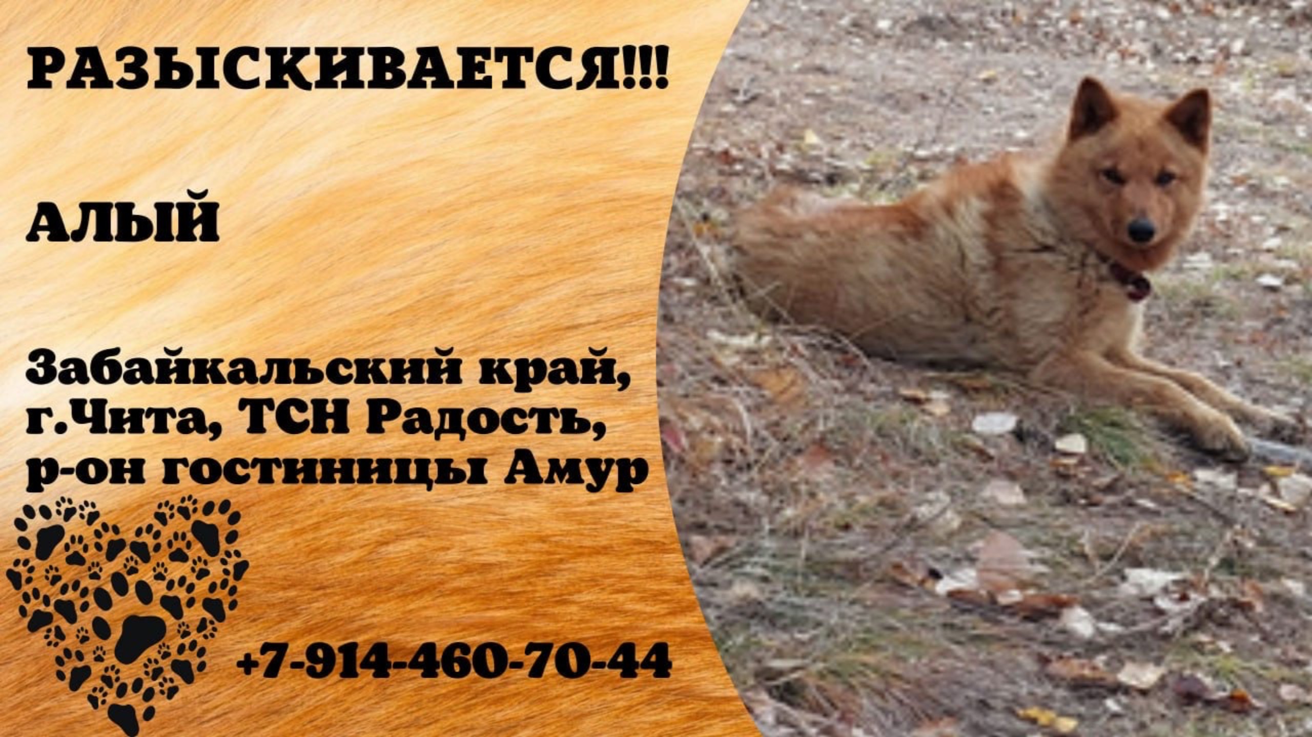 Пропала собака! АЛЫЙ. Забайкальский край, г.Чита.