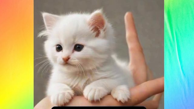 Маленький котёнок на пальце.