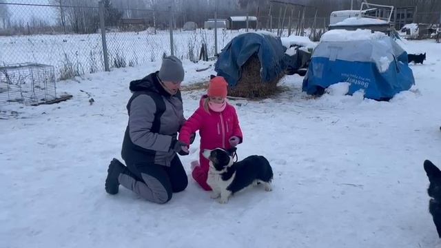 Подготовка к рингу в рамках канистерапии.
Вельш корги кардиган Кукушка, победитель Номинации Лучшая.