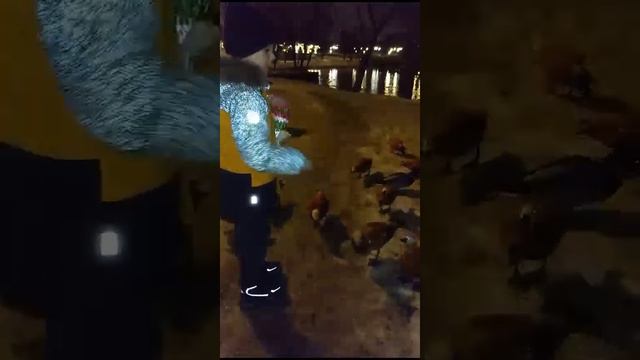 Приехал в Москву чтобы покормить уток