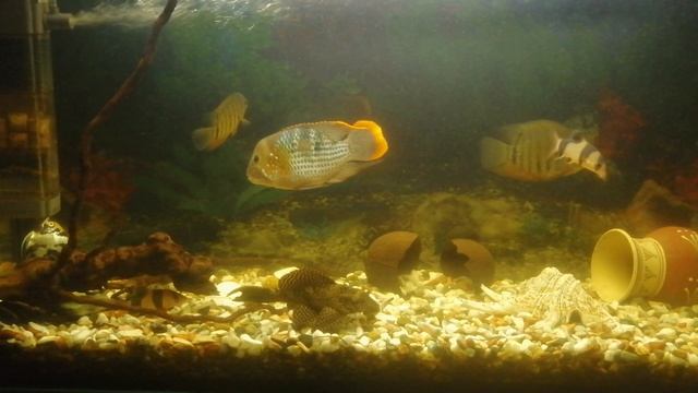 Акара бирюзовая. 🐠