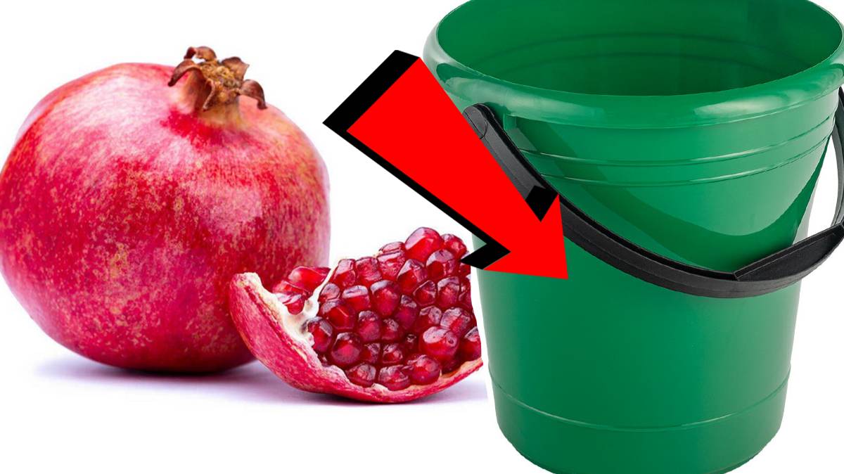 Как подкормить гранат За 3 Секунды.!!!.