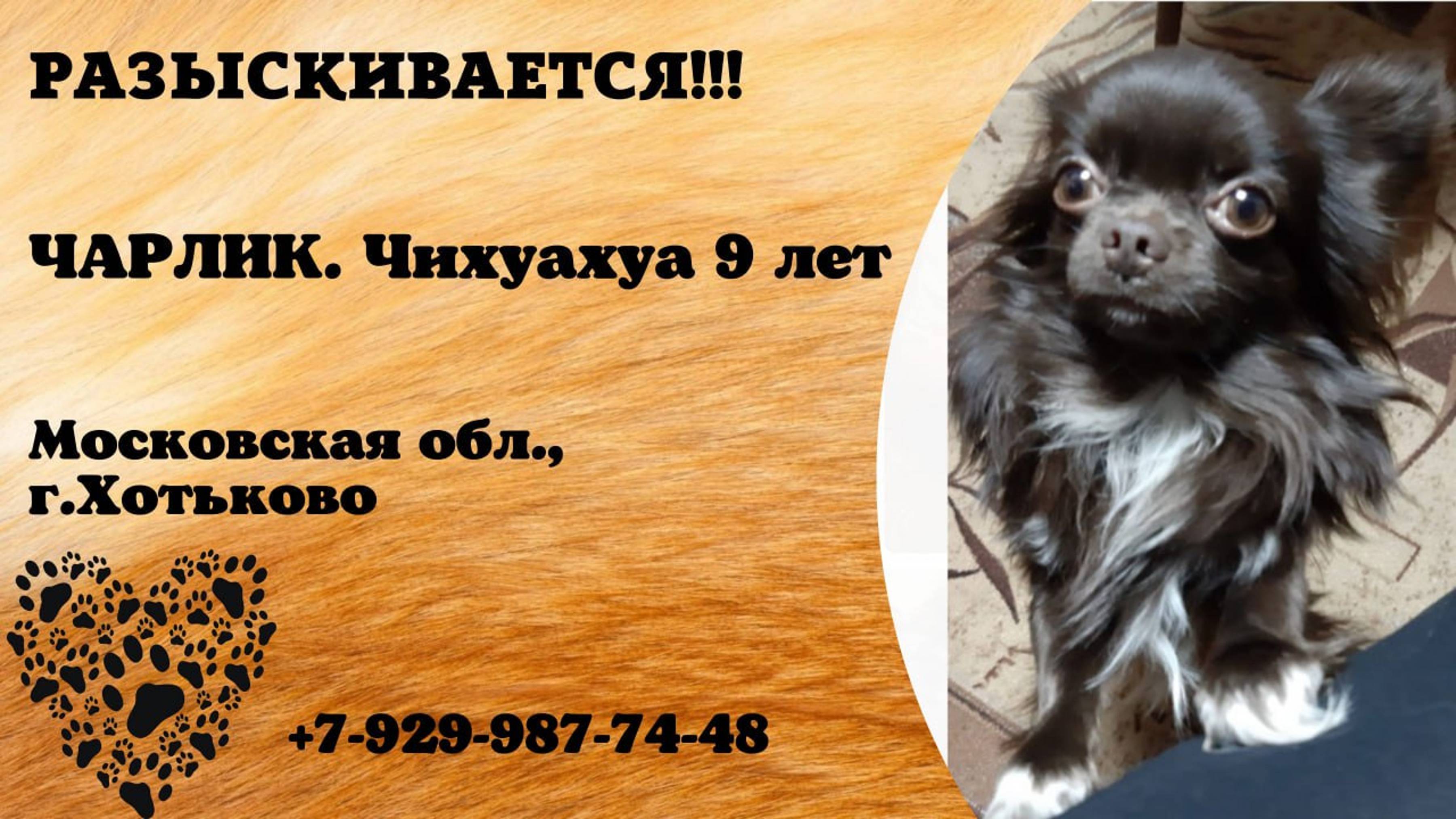 Пропала собака! ЧАРЛИК. Чихуахуа. 9 лет.  Московская обл, г. Хотьково