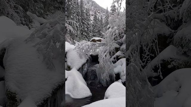 Волшебная зима! Зима в лесу.