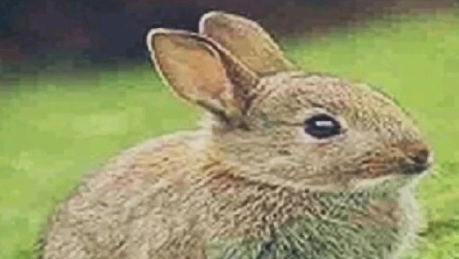 гайд как расправится с злым зайцом! (в домашнем условии)