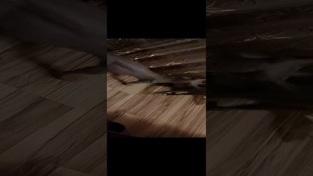 Кошка и собака игры перед сном
