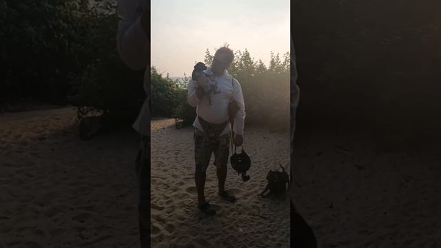 Встретил стаю волкодавов по пути с пляжа ... 🐺 Еле одолел их ...