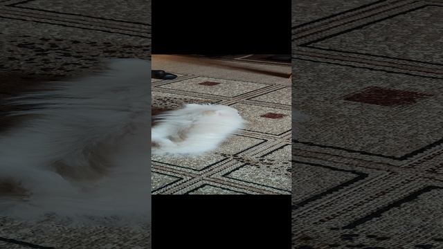 1000602836.mp4