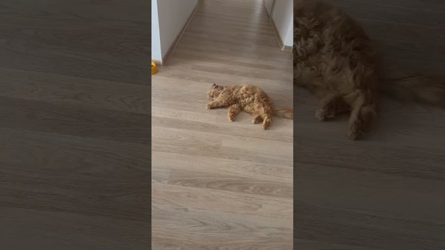 Что с Сёмой?(часть3)