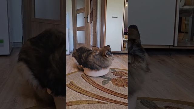 Когда Почувствовал Себя Маленьким, Пушистым, Милым Котиком #Мем #Юмор #Угар #Реки #Хочуврек