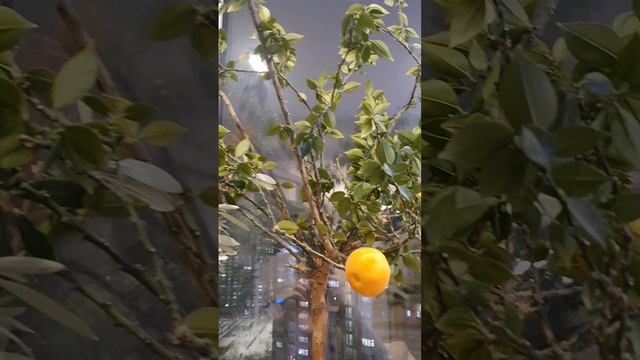 Свои мандарины на Новый год!:)
