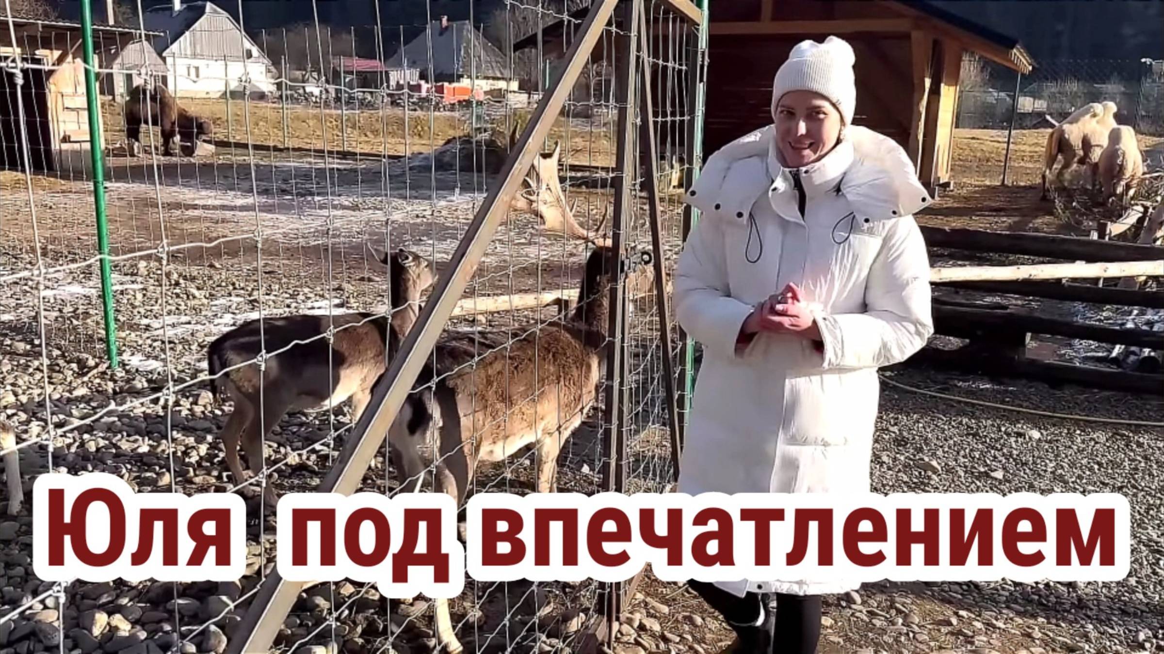 ХИЩНЫЕ ЖИВОТНЫЕ КАРПАТ РЯДОМ С НАМИ- ОБЕД ОГОРЧИЛ