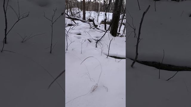 нашли старинное каменное сооружение в лесу