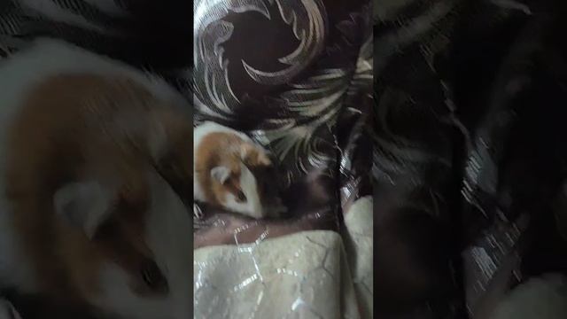 морские свинки