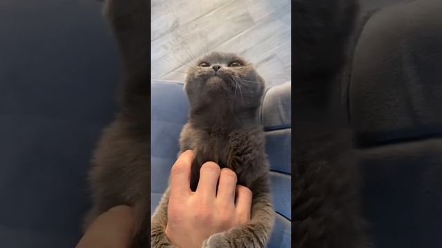 Мы в ВК https://vk.com/life_of_cats