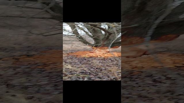 1000049965.mp4