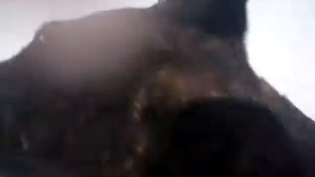Собака Дося на даче