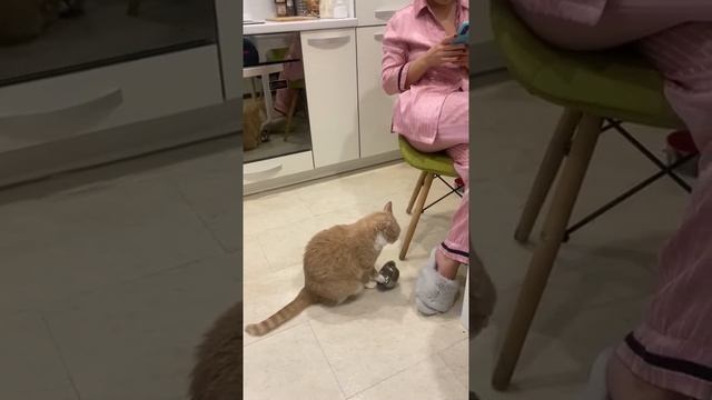 Мы в ВК https://vk.com/life_of_cats