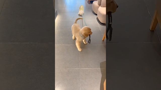 Прикольные пёсики