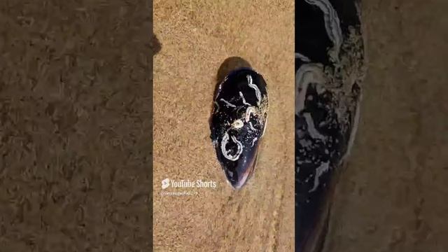 В поисках жемчуга.