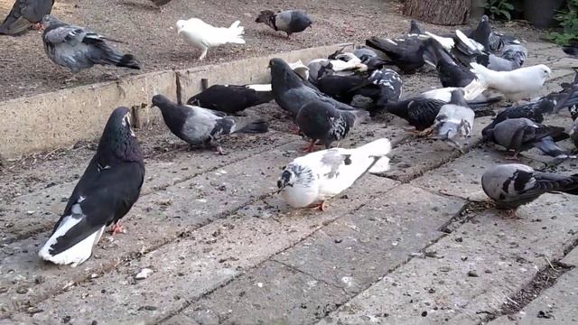 Голуби г.Димитров (Мирноград) Молодёжь