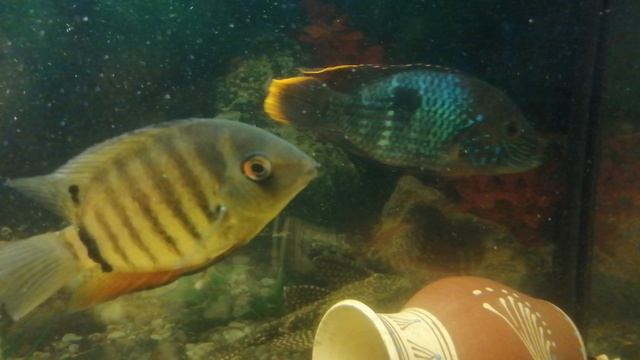 Акара бирюзовая. 🐠