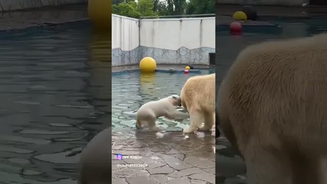 Умка.mp4
