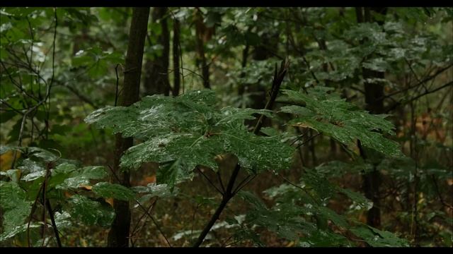 Корана! сура, ат Тур.