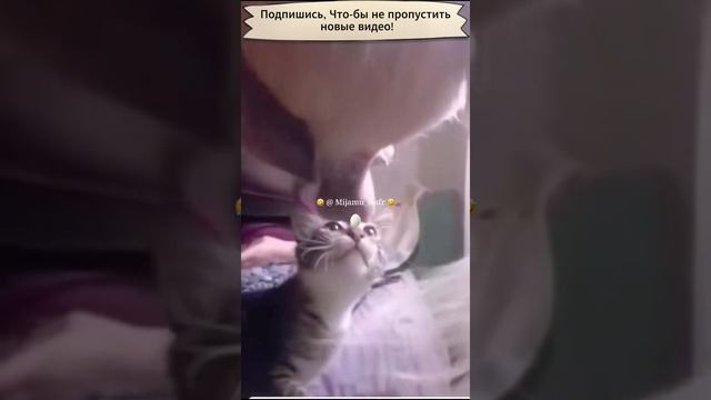 Кот нашол игрушку