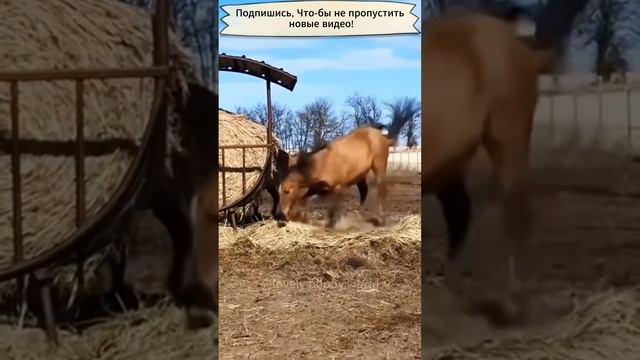 Коты разбойники