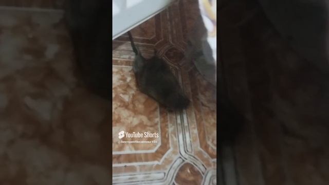 1000131107.mp4