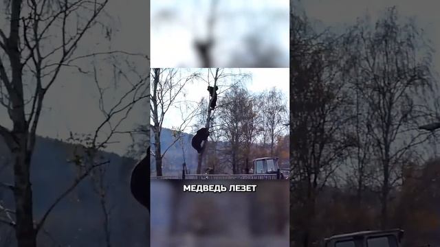 Это Россия, детка. Медведь лезет по дереву за человеком