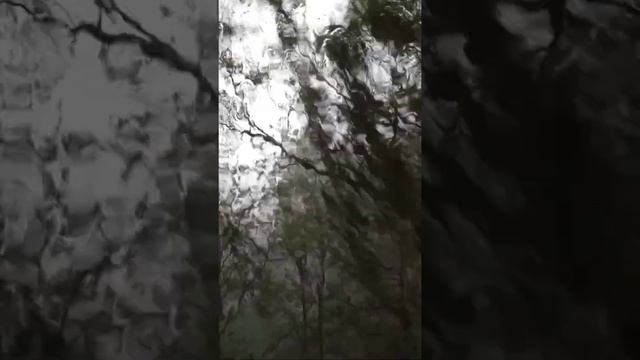 ДОЖДЬ В САНКТ-ПЕТЕРБУРГЕ